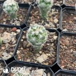 Neolloydia Conoidea - Image 2