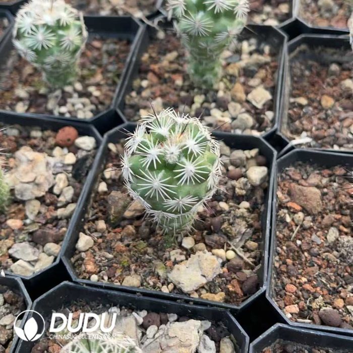 Neolloydia Conoidea - Image 2