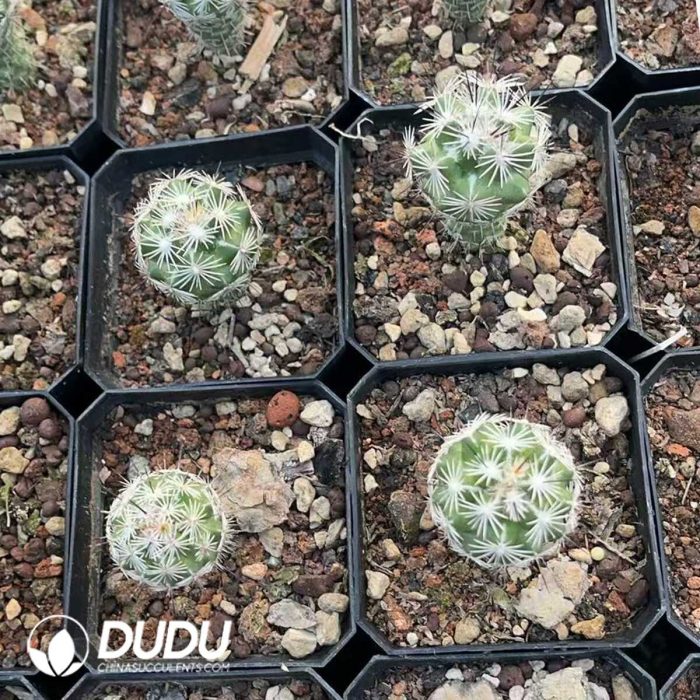 Neolloydia Conoidea - Image 3