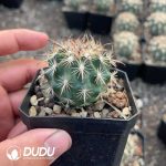 Austrocactus Coxii - Image 2