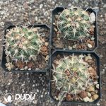 Austrocactus Coxii - Image 3