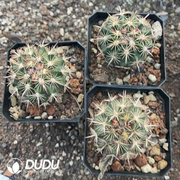 Austrocactus Coxii - Image 3