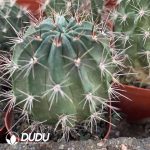 Cactus Anemone - Image 2