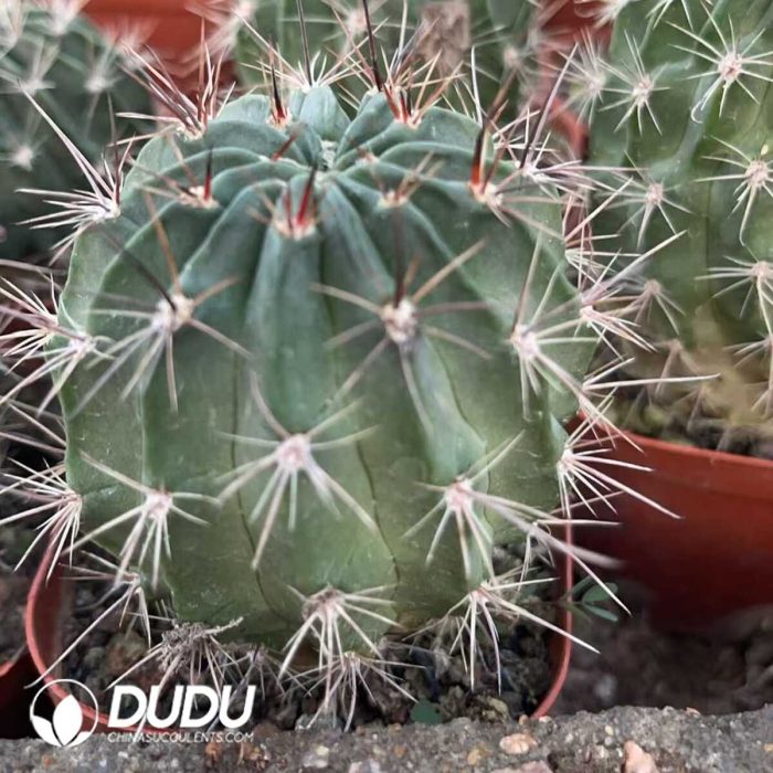 Cactus Anemone - Image 2