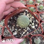 Pseudolithos Migiurtinus