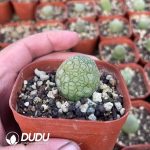 Pseudolithos Migiurtinus - Image 2