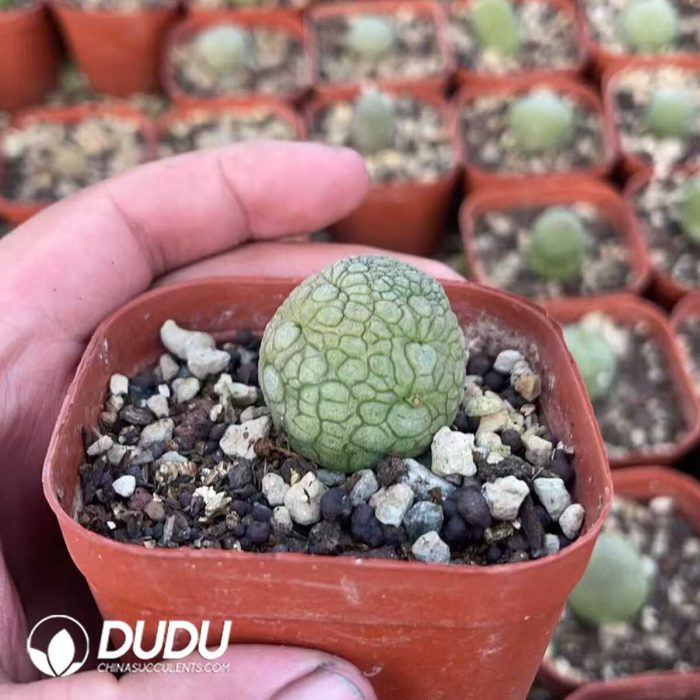 Pseudolithos Migiurtinus - Image 2