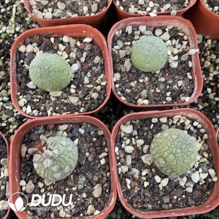 Pseudolithos Migiurtinus - Image 3