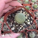 Pseudolithos Migiurtinus