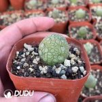 Pseudolithos Migiurtinus - Image 2