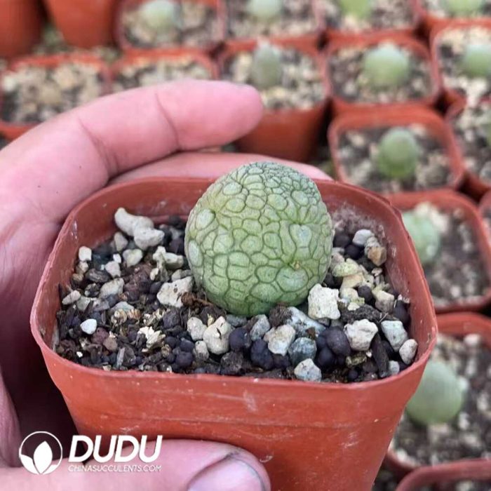 Pseudolithos Migiurtinus - Image 2