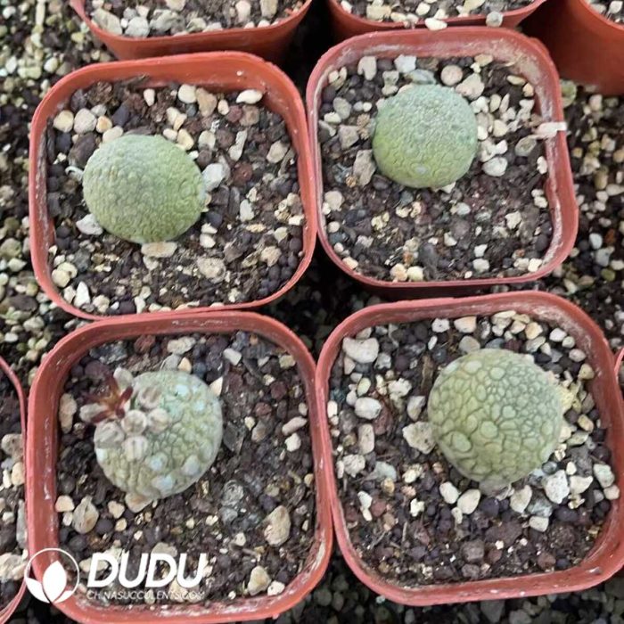 Pseudolithos Migiurtinus - Image 3