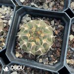 Gymnocalycium Quehlianum