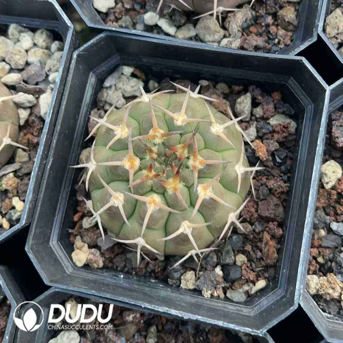 1750412361-e201.jpg Gymnocalycium Quehlianum - Image 1