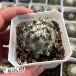 Coryphantha Tripugionacantha