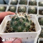 Coryphantha Tripugionacantha - Image 2