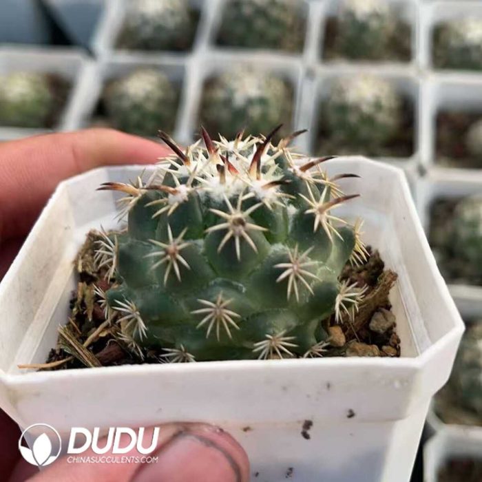 Coryphantha Tripugionacantha - Image 2