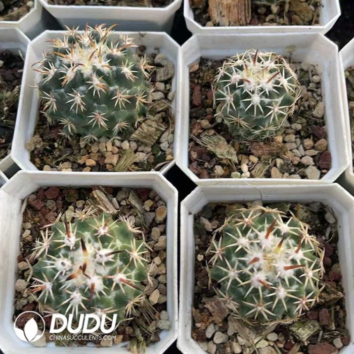 Coryphantha Tripugionacantha - Image 3