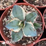 Agave Potatorum Black and Blue White Marginata Variegated