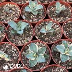 Agave Potatorum Black and Blue White Marginata Variegated - Image 2