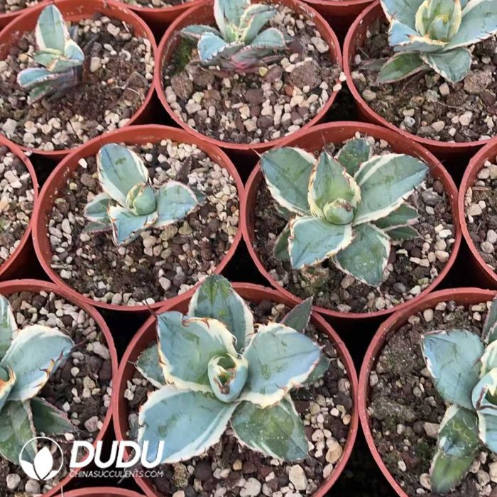 Agave Potatorum Black and Blue White Marginata Variegated - Image 3