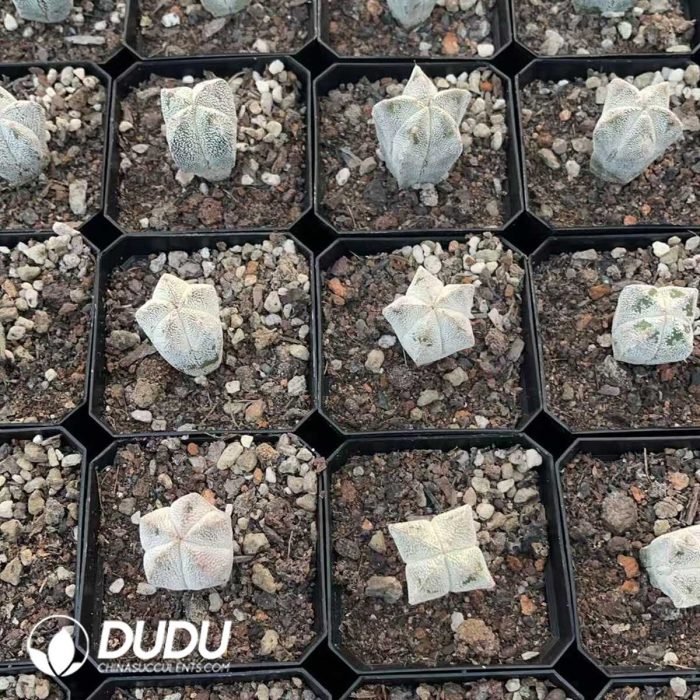 Astrophytum myriostigma cv. Onzuka - Image 3