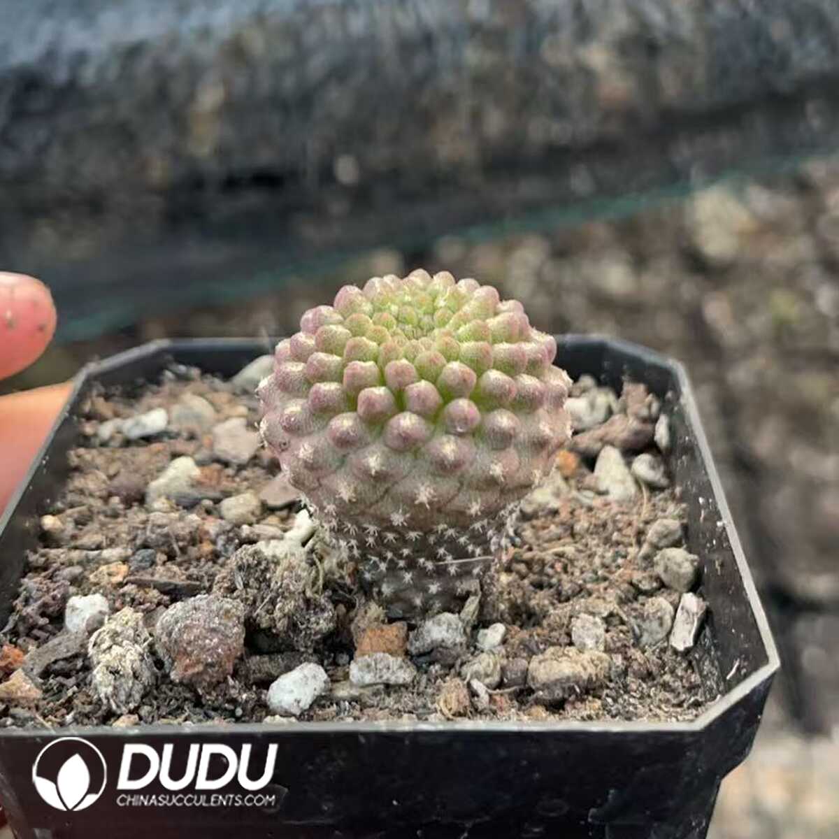 1750412427-e201.jpg Eriosyce napina - Image 1