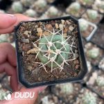 Coryphantha Poselgeriana