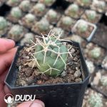 Coryphantha Poselgeriana - Image 2