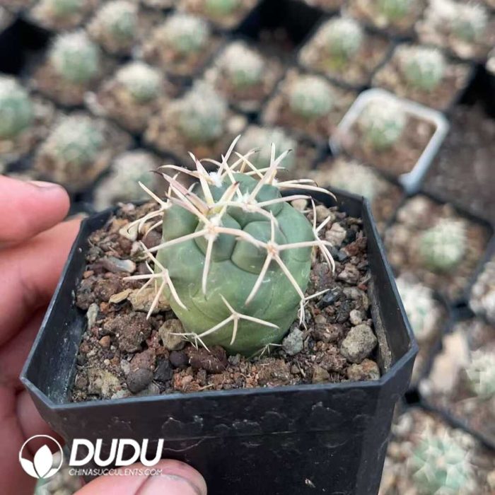 Coryphantha Poselgeriana - Image 2