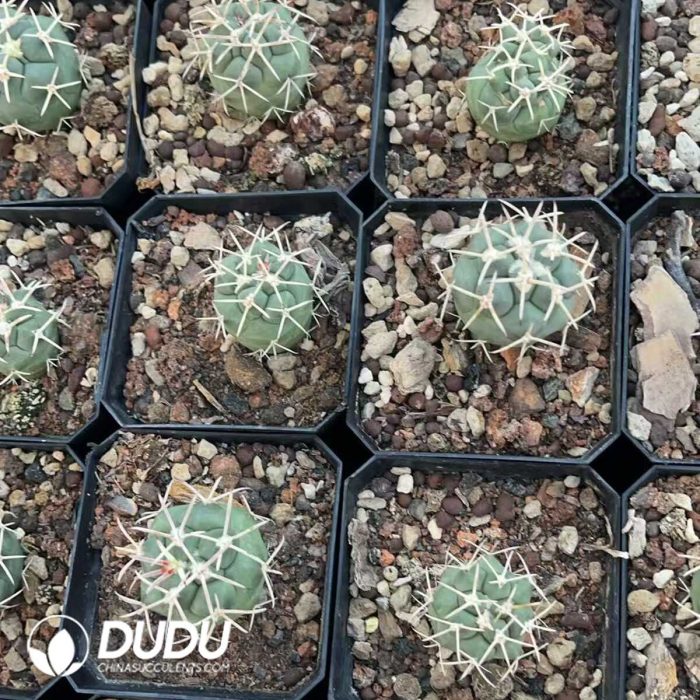 Coryphantha Poselgeriana - Image 3