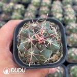Thelocactus Heterochromus