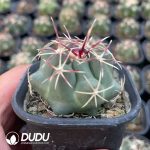 Thelocactus Heterochromus - Image 2