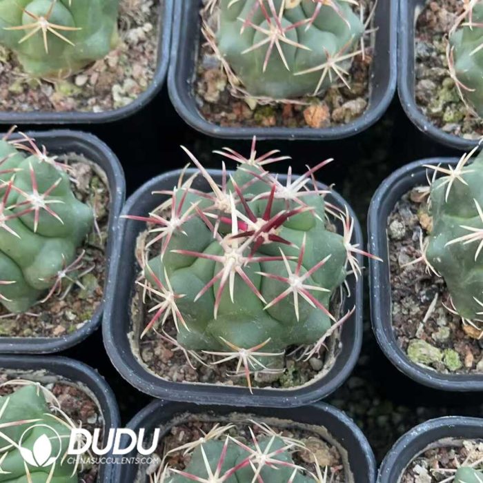 Thelocactus Heterochromus - Image 3