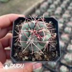 Thelocactus hexaedrophorus var. fossulatus cv. Long spines (Japan)