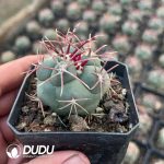 Thelocactus hexaedrophorus var. fossulatus cv. Long spines (Japan) - Image 2