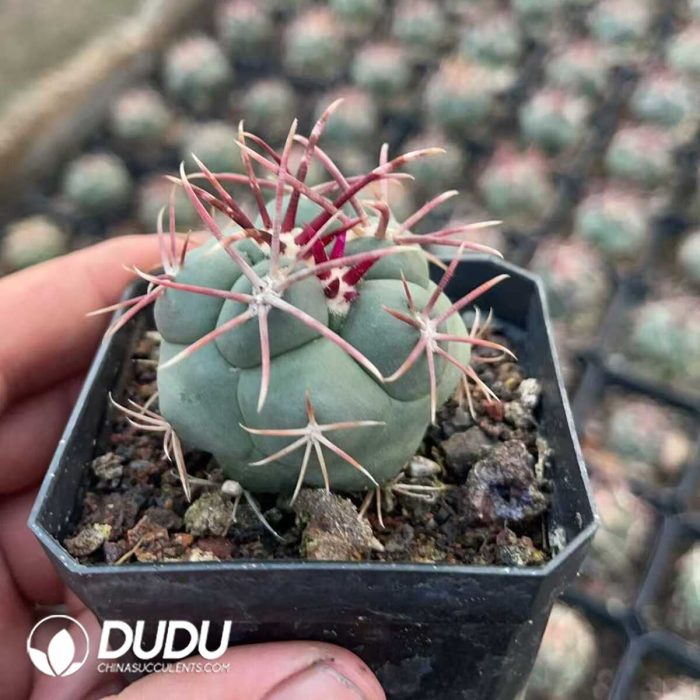 Thelocactus hexaedrophorus var. fossulatus cv. Long spines (Japan) - Image 2