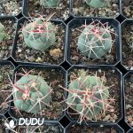 Thelocactus hexaedrophorus var. fossulatus cv. Long spines (Japan) - Image 3