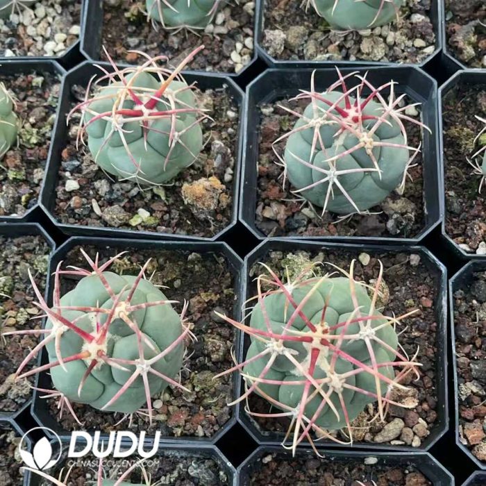 Thelocactus hexaedrophorus var. fossulatus cv. Long spines (Japan) - Image 3