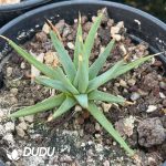 Agave Albopilosa - Image 2