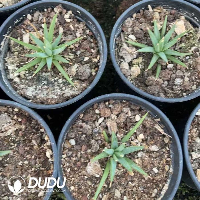 Agave Albopilosa - Image 3