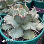 Agave Bovicornuta - Image 2