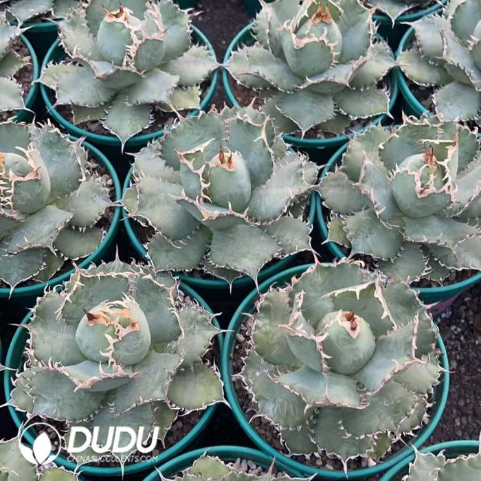 Agave Bovicornuta - Image 3