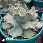 Agave Bovicornuta - Image 2