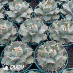 Agave Bovicornuta - Image 3