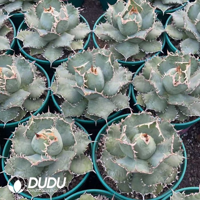 Agave Bovicornuta - Image 3