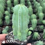 Euphorbia horrida - Image 2