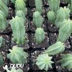 Euphorbia horrida - Image 3