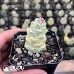 Euphorbia ritchiei subsp. nyambensis (Variegata White)