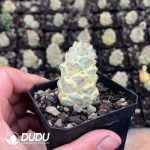 Euphorbia ritchiei subsp. nyambensis (Variegata White) - Image 2